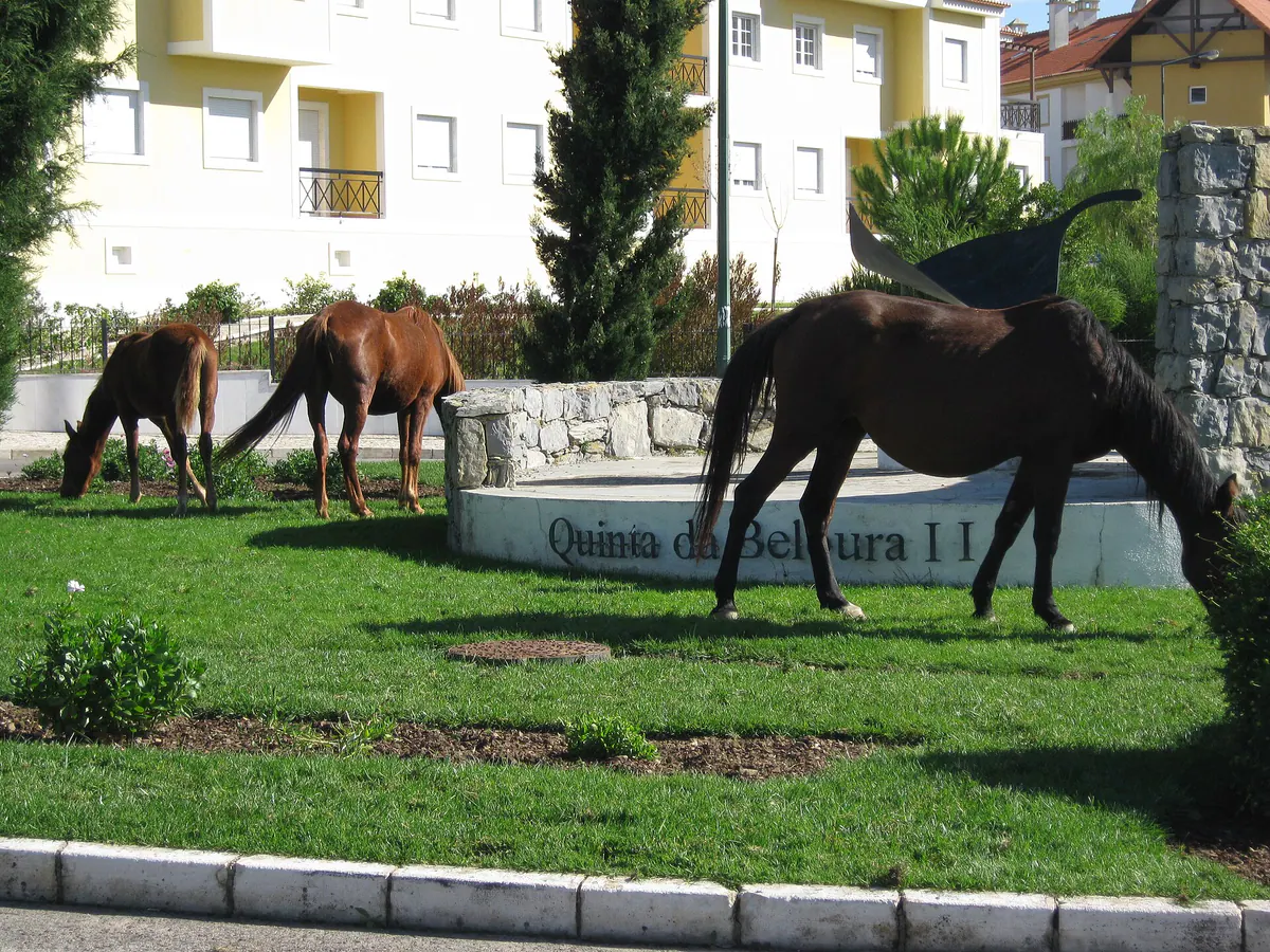Horses grazing on a roundabout in Quinta da Beloura, beside the community’s stone sign
